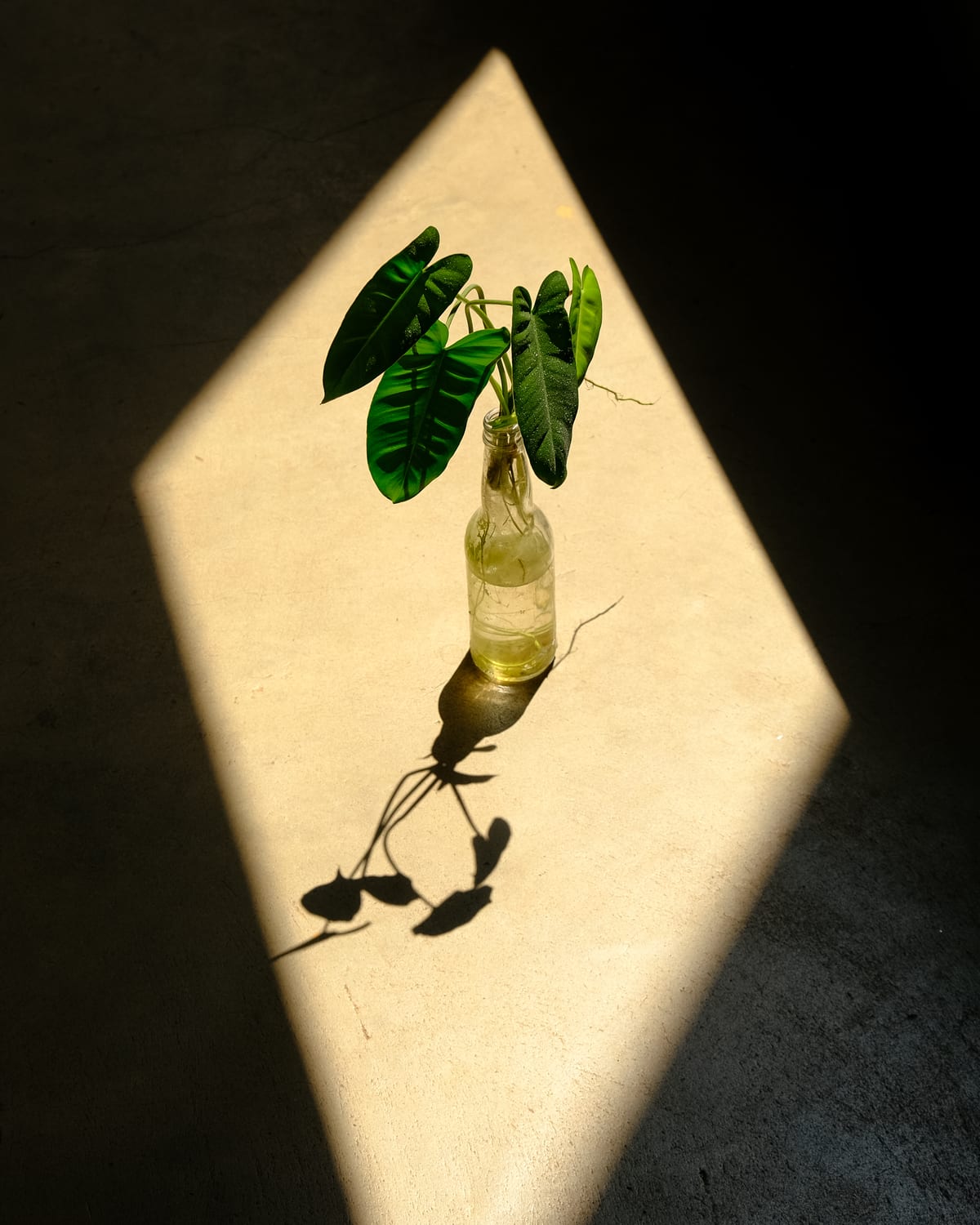 Leaves in a bottle standing in a shaft of window light