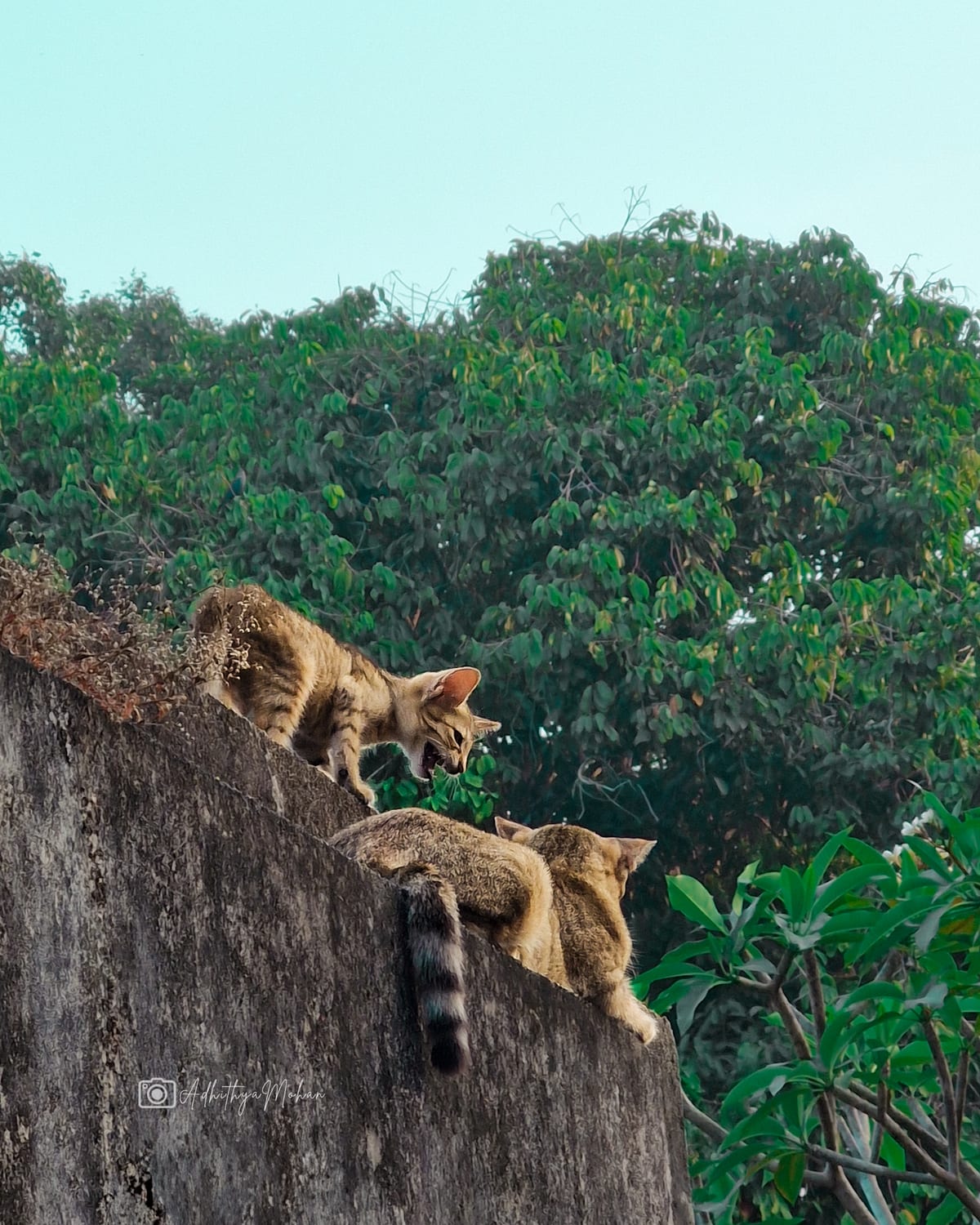 Two cats facing off along the top of a wall